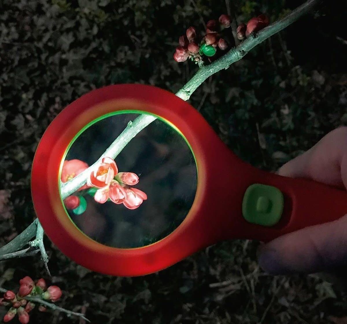 Krabbelk&auml;fer Loep met Licht