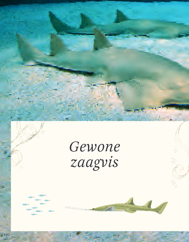 Het Dikke boek van alles wat leeft in het water (7+) | Speel je Wijs