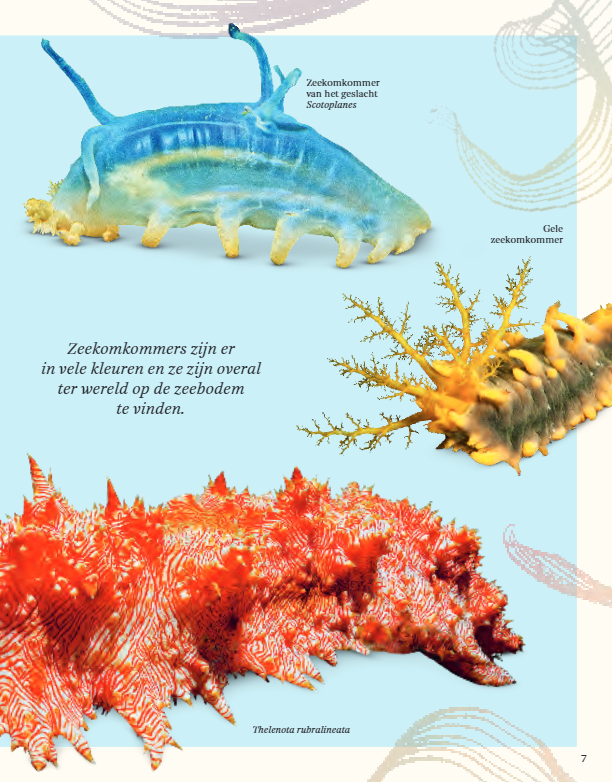 Het Dikke boek van alles wat leeft in het water (7+) | Speel je Wijs