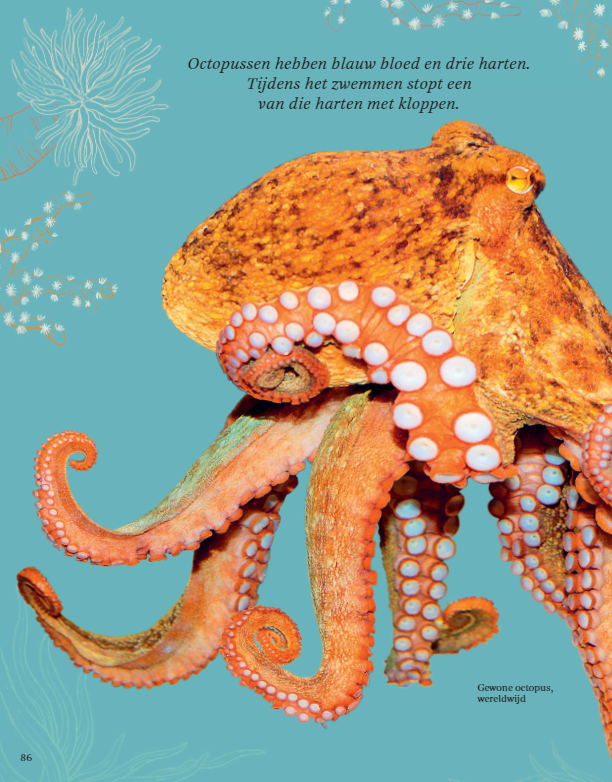 Het Dikke boek van alle Bijzondere Dieren (7+) | Speel je Wijs