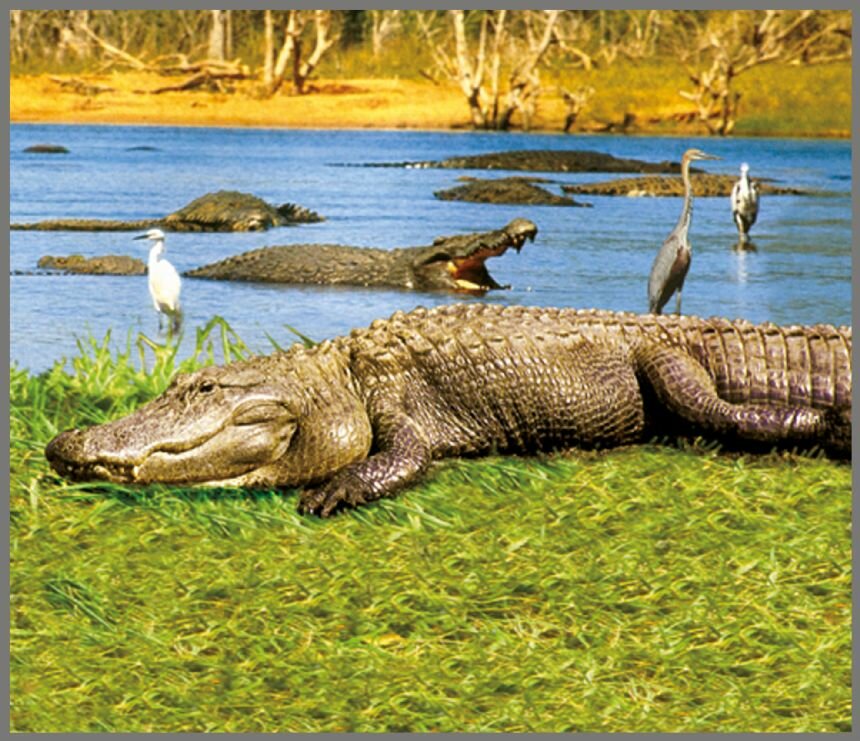 Projector Zaklamp Wilde Dieren &ndash; Leerzaam &amp; Magisch Speelgoed | Speel je Wijs