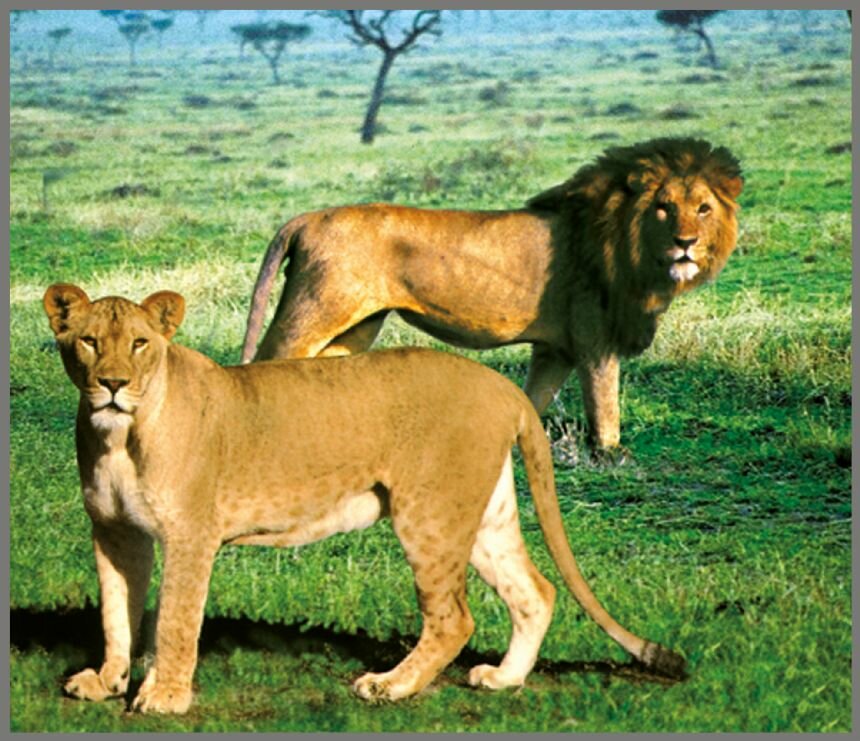 Projector Zaklamp Wilde Dieren &ndash; Leerzaam &amp; Magisch Speelgoed | Speel je Wijs