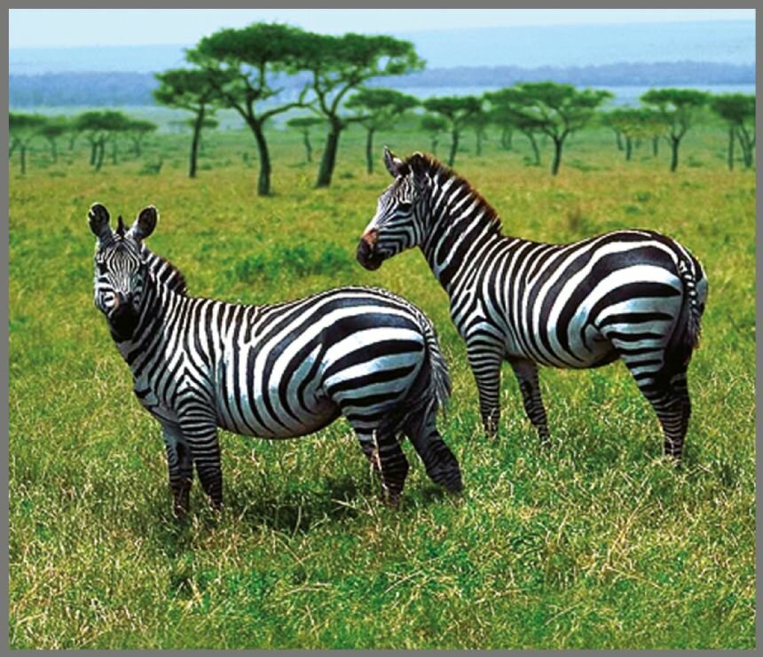 Projector Zaklamp Wilde Dieren &ndash; Leerzaam &amp; Magisch Speelgoed | Speel je Wijs