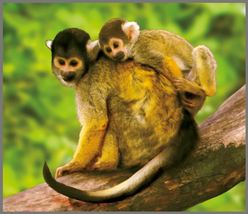 Projector Zaklamp Wilde Dieren &ndash; Leerzaam &amp; Magisch Speelgoed | Speel je Wijs