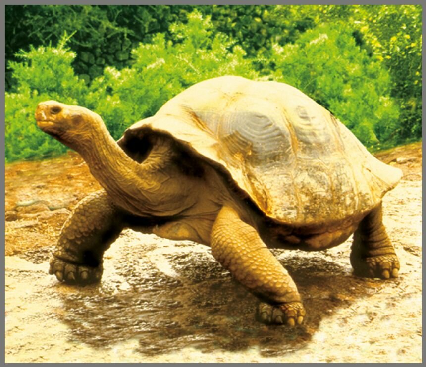 Projector Zaklamp Wilde Dieren &ndash; Leerzaam &amp; Magisch Speelgoed | Speel je Wijs