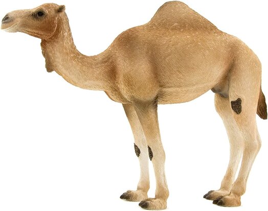 Mojo Wildlife  Arabische Kameel 387113