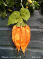 Lindelicht Viltpakket Seizoenenlamp - Lampion | Speel je Wijs