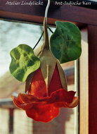 Lindelicht Viltpakket Seizoenenlamp - Oost-Indische Kers | Speel je Wijs