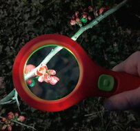 Krabbelk&auml;fer Loep met Licht
