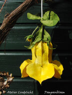 Lindelicht Viltpakket Seizoenenlamp - Pompoenbloem | Speel je Wijs