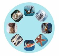 Moses Projector Diashow Zeedieren