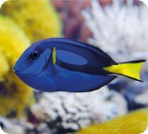 Moses Projector Diashow Zeedieren