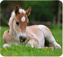 Moses Projector Diashow Dierenbaby's