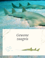 Het Dikke boek van alles wat leeft in het water (7+) | Speel je Wijs