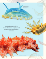 Het Dikke boek van alles wat leeft in het water (7+) | Speel je Wijs