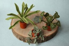 Atelier Pippilotta Poppenhuis 5 - Drie Kamerplanten | Speel je Wijs