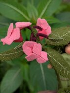 Atelier Pippilotta Springbalsemien | Speel je Wijs