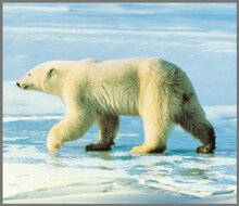 Projector Zaklamp Wilde Dieren &ndash; Leerzaam &amp; Magisch Speelgoed | Speel je Wijs