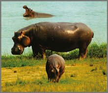 Projector Zaklamp Wilde Dieren &ndash; Leerzaam &amp; Magisch Speelgoed | Speel je Wijs