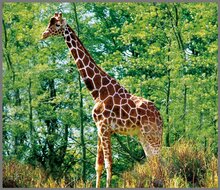 Projector Zaklamp Wilde Dieren &ndash; Leerzaam &amp; Magisch Speelgoed | Speel je Wijs