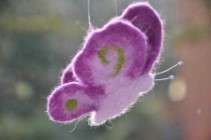 Atelier Wilma Creatief - Naaldviltpakket Vlindervlucht